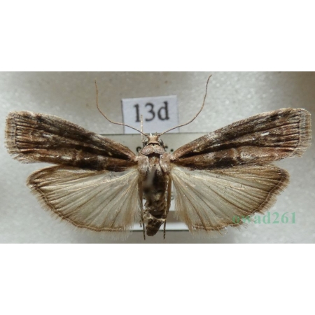 Phycita roborella (Denis & Schiffermüller, 1775) Czech13d